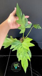 Philodendron Radiatum Variegated - Image 2