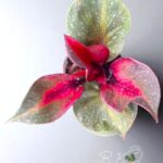 10 Plants Philodendron Red Heart