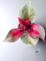 10 Plants Philodendron Red Heart