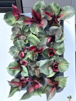10 Plants Philodendron Red Heart - Image 2
