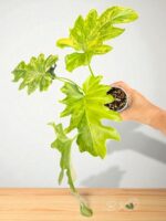 Philodendron Selloum Variegated / Thaumatophyllum bipinnatifidum Size S - Image 4