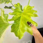 Philodendron Selloum Variegated / Thaumatophyllum bipinnatifidum Size S