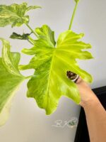 Philodendron Selloum Variegated / Thaumatophyllum bipinnatifidum Size S