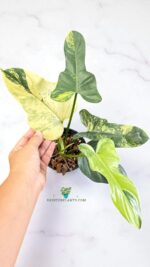 Philodendron Violin Variegated - Image 6