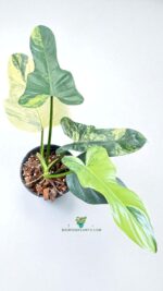 Philodendron Violin Variegated - Image 5