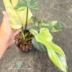 Philodendron Violin Variegated