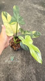 Philodendron Violin Variegated