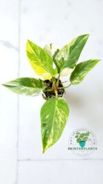 Philodendron White Princess Tricolor Variegated - Image 3