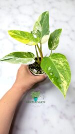 Philodendron White Princess Tricolor Variegated - Image 2