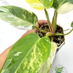 Philodendron White Princess Tricolor Variegated
