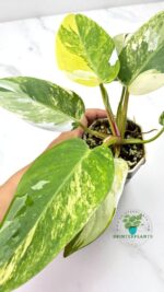 Philodendron White Princess Tricolor Variegated