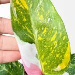 Philodendron White Princess Tricolor Variegated rare plant with green, cream, and pink variegation