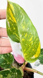 Philodendron White Princess Tricolor Variegated rare plant with green, cream, and pink variegation