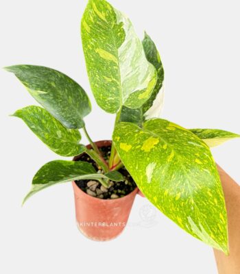 philodendron white princess tricolor variegated