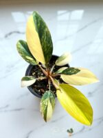 Philodendron Yellow Congo Variegated - Image 2