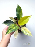 Philodendron Yellow Congo Variegated - Image 3