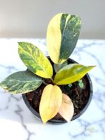 Philodendron Yellow Congo Variegated