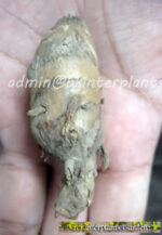 3 Corms " Queen lily ginger " - Image 2