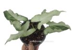 Syngonium Hybrid 3 King Variegated