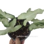 Syngonium Hybrid 3 King Variegated