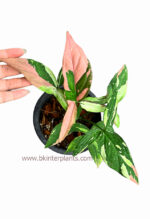 Syngonium Red Spot Tricolor - Image 2