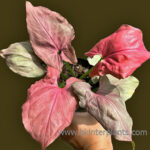 Syngonium Hybrid Pink Perfection