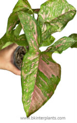 Syngonium Pink Allusion - Image 2