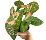 Syngonium Pink Allusion