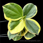 Hoya pachyclada Kerr Yellow Var.