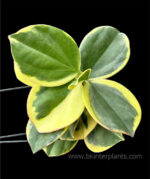 Hoya pachyclada Kerr Yellow Var.