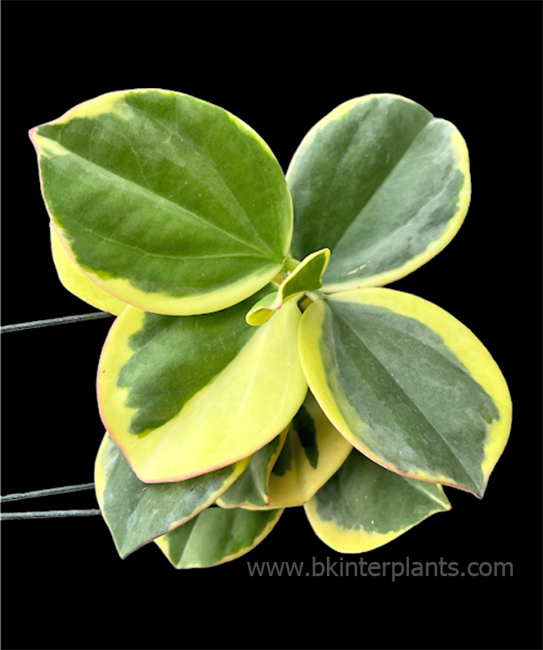 photoroom_25651111_154231.jpg Hoya pachyclada Kerr Yellow Var. - Image 1