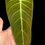 Philodendron Melanochrysum