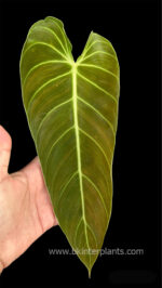 Philodendron Melanochrysum