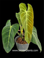 Philodendron Melanochrysum - Image 2