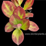 Hoya pachyclada Kerr