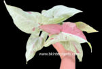 Syngonium Pink Salmon - Image 3