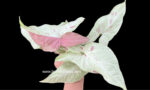 Syngonium Pink Salmon - Image 2