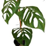 Monstera Esqueleto