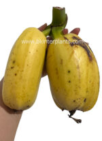 Musa Huamoa - Image 2