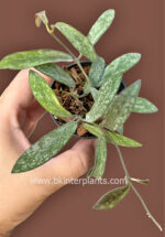 Hoya Sigilatis Variegated - Image 2