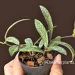 Hoya Sigilatis Variegated