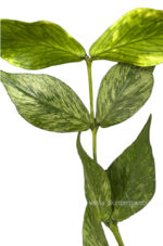 Hoya Polyneura - Image 4