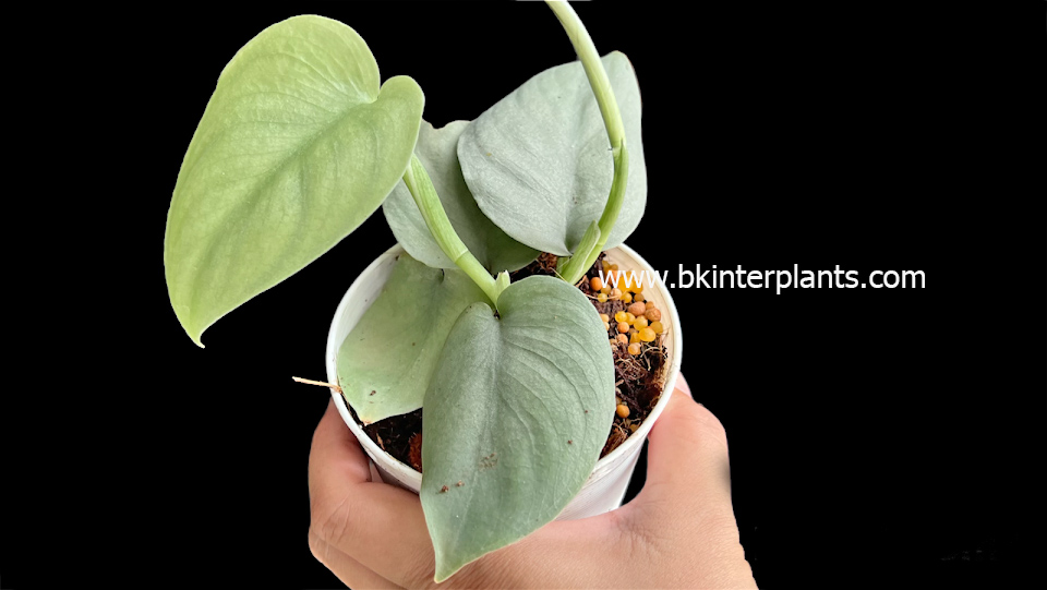 photoroom_25660201_174522.jpg Scindapsus Silver - Image 1