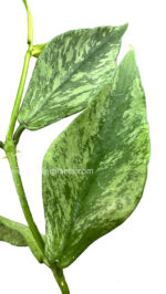 Hoya Polyneura - Image 2