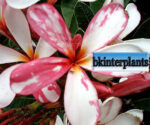 Plumeria " Splash Singapore "