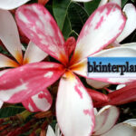 Plumeria " Splash Singapore "