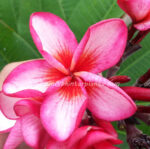 Plumeria " Pink Diamond Rocket "