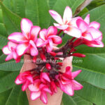 Plumeria " Pink Diamond Rocket " - Image 2