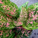 AGLAONEMA " Pink Lady "