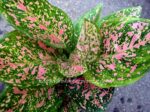 AGLAONEMA " Pink Lady " - Image 2